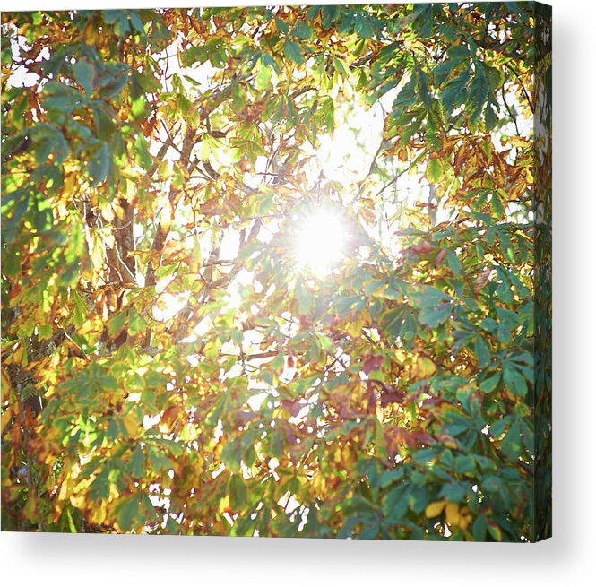 Directly Below Acrylic Print featuring the photograph Sun Burst Through Autumn Leaves by Dougal Waters