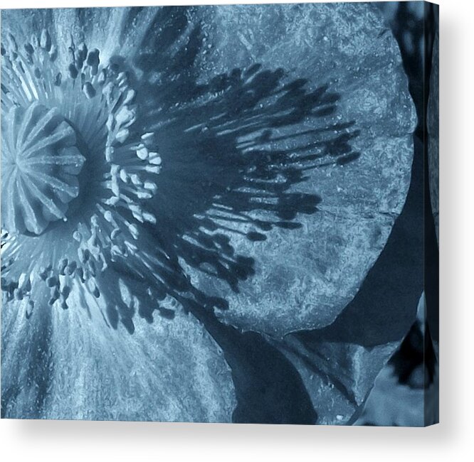 Sundial Acrylic Print featuring the photograph Sundial blue frost by Elizabeth Sullivan