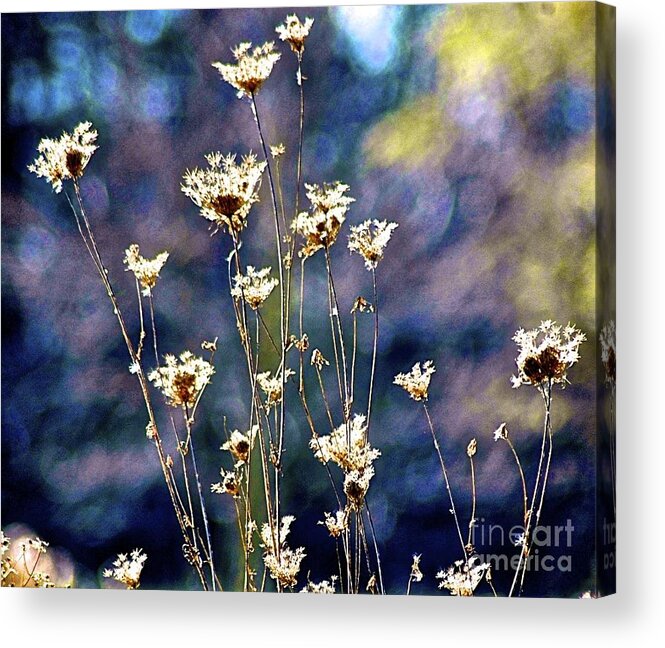 Wild Flowers Acrylic Print featuring the photograph Sunkissed by Tracy Rice Frame Of Mind