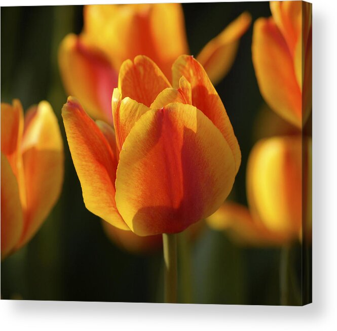 Tulip Acrylic Print featuring the photograph Sunshine Tulips by Nancy De Flon