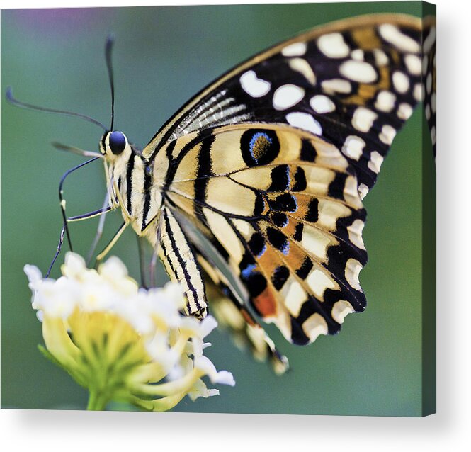 Butterfly Acrylic Print featuring the photograph Swallowtail Butterfly by Maj Seda