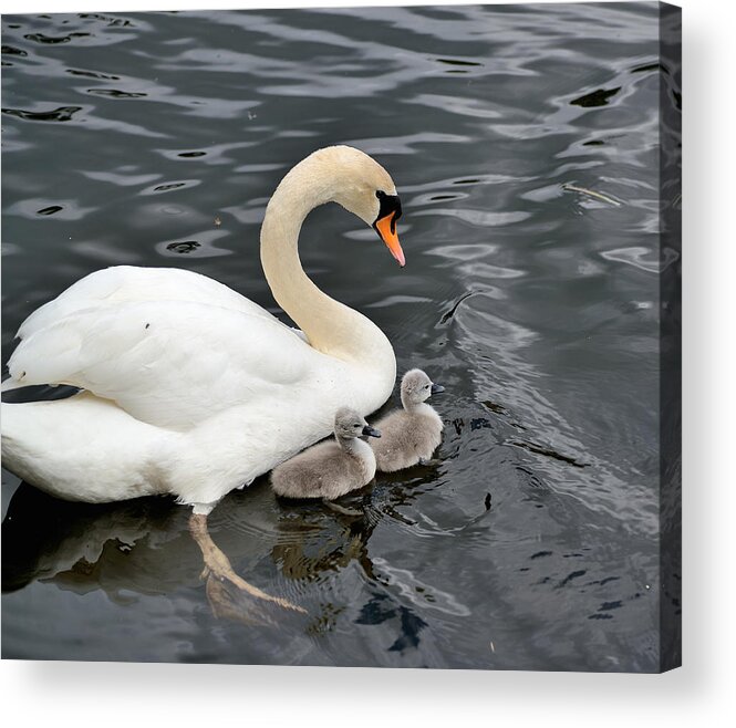 Swan Acrylic Print featuring the photograph Swan and Cygnets by Kathy King