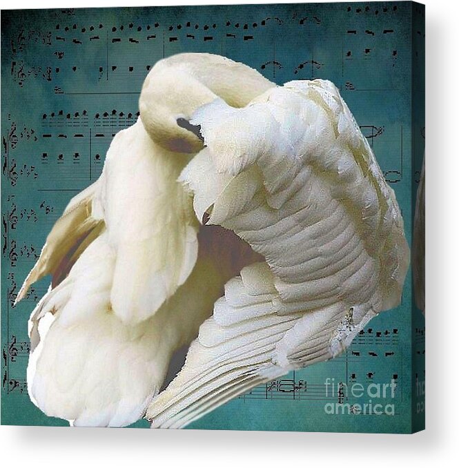 Swan Acrylic Print featuring the photograph Swan Song by Janette Boyd