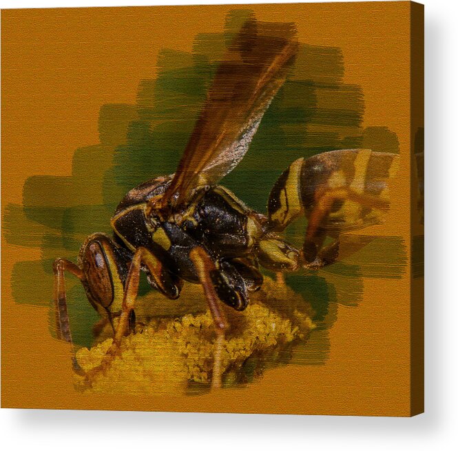 Macro Acrylic Print featuring the photograph Textured Wasp by Paul Freidlund