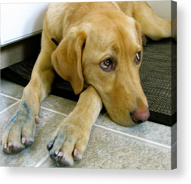 Puppy Acrylic Print featuring the photograph That Blue pen was finger licking good by Kathy King