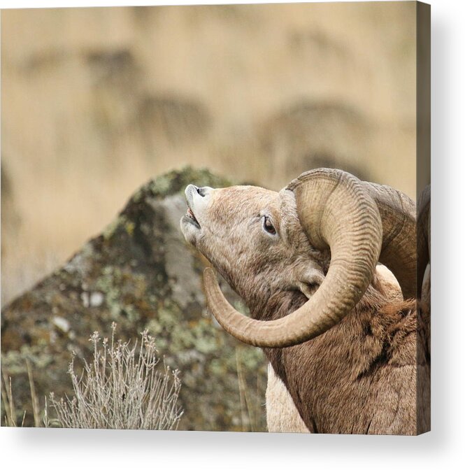 Bighorn Sheep Acrylic Print featuring the photograph The Call by Steve McKinzie