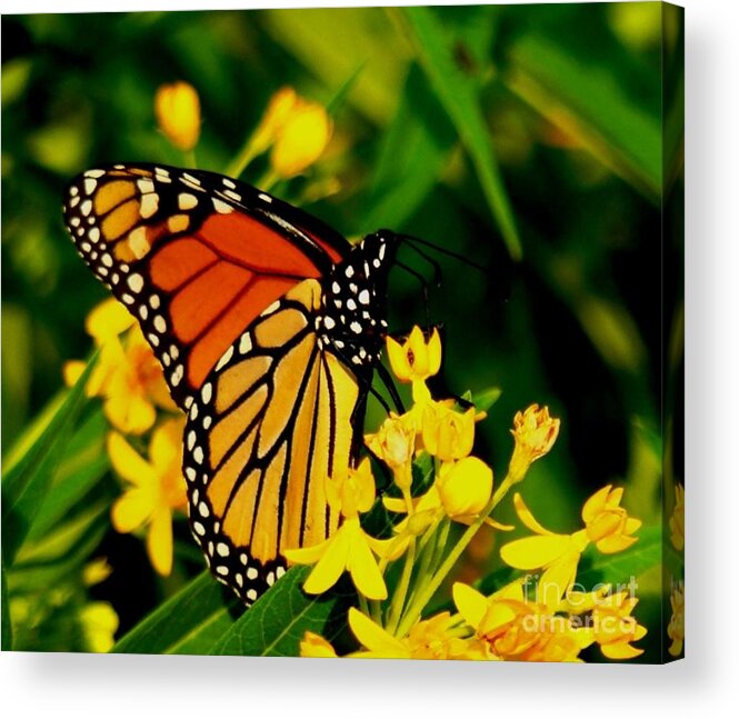 Butterfly Acrylic Print featuring the photograph The Perfect Pose by Leea Baltes