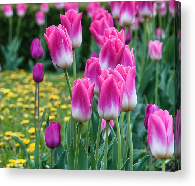 Natural Acrylic Print featuring the photograph The Spring in Vienna by Sergey Simanovsky