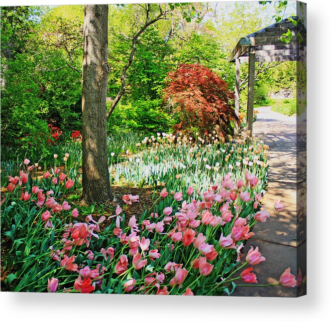 Tulips Acrylic Print featuring the photograph Tulip Trail by Barbara Dean