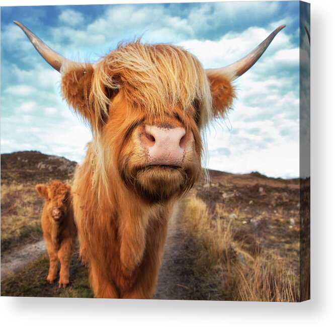 Horned Acrylic Print featuring the photograph Uk, Scotland, Highland Cattle With Calf by Westend61
