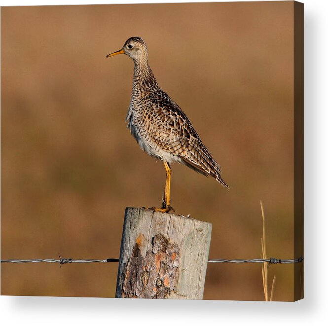 Birds Acrylic Print featuring the photograph Upland Sandpiper by Larry Trupp