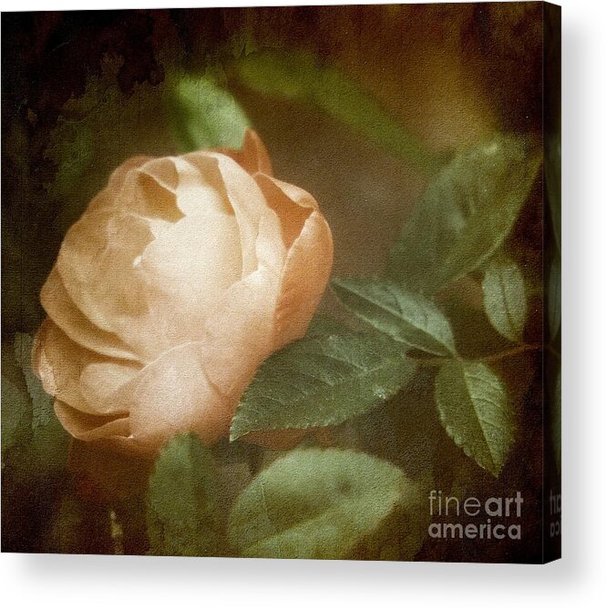 Vintage Acrylic Print featuring the photograph Vintage Rose by Lilliana Mendez