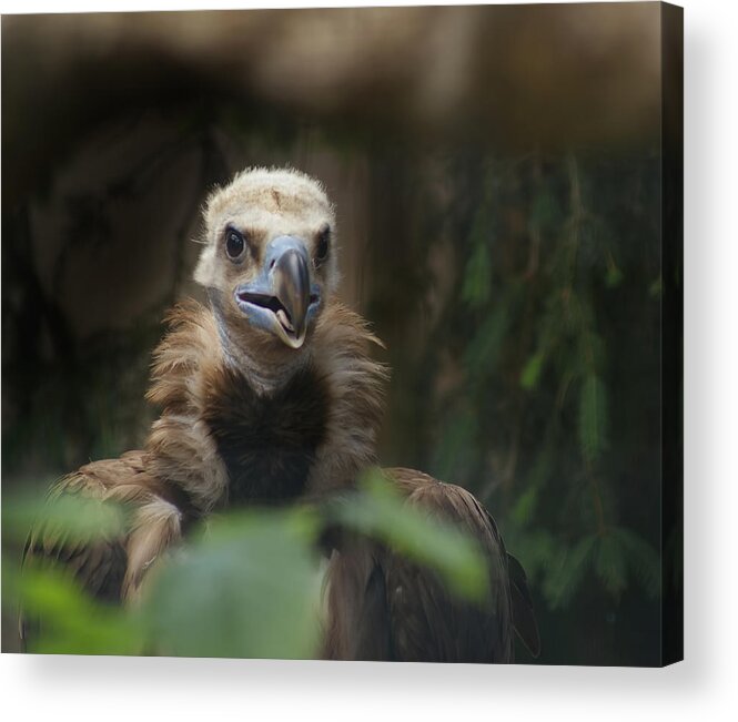 Zoo Acrylic Print featuring the photograph Vulture by Kevin Duke