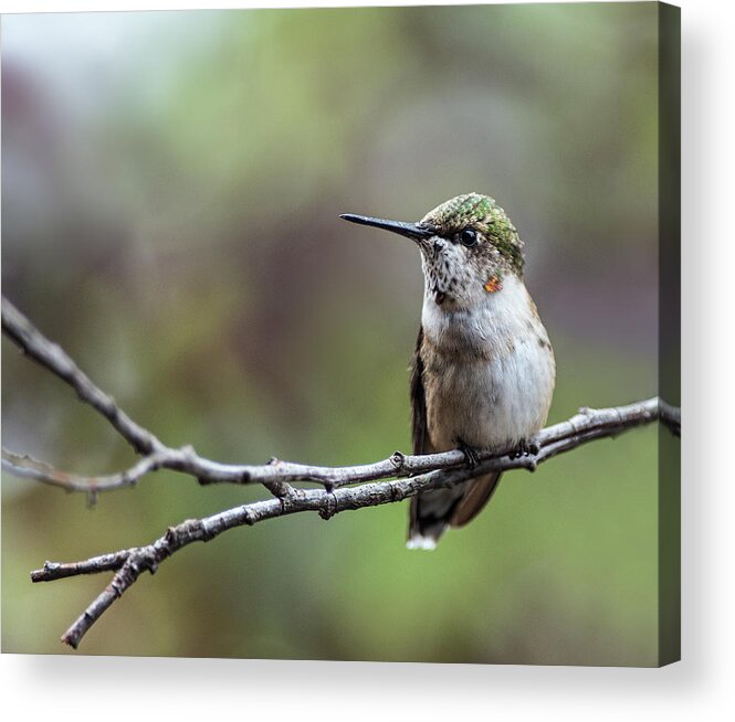 Ruby Throated Hummingbird Acrylic Print featuring the photograph Waiting for a Fight by Jim Zablotny