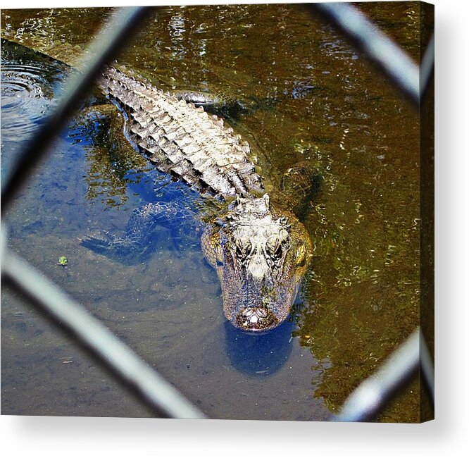 Gator Acrylic Print featuring the photograph Water Hole Gator by MTBobbins Photography