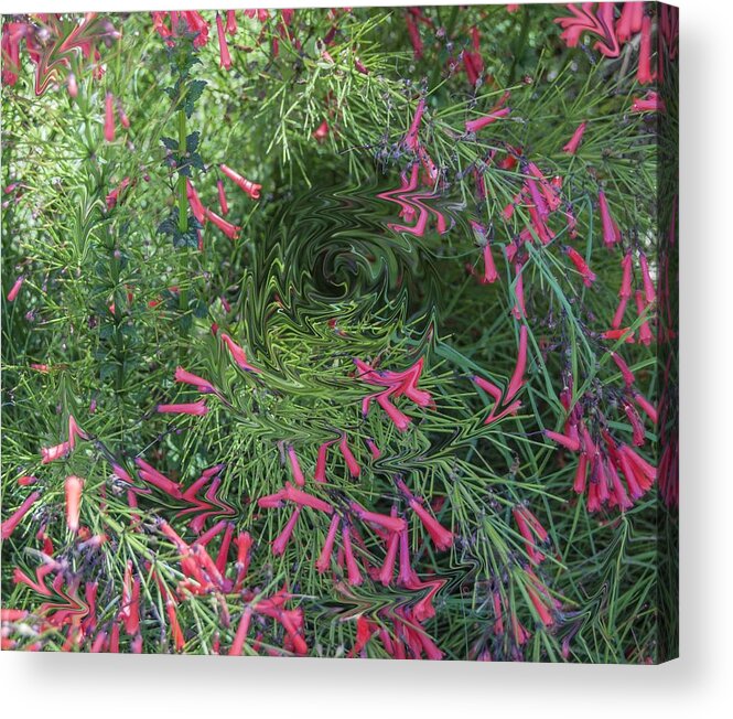 Impressionism Acrylic Print featuring the photograph Where have all the flowers gone? by Edward Shmunes