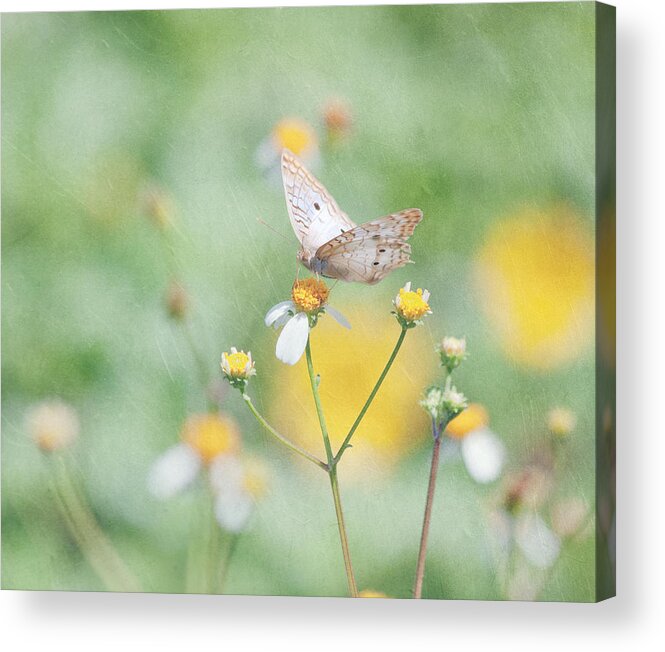 Butterfly Acrylic Print featuring the photograph White Peacock Butterfly by Kim Hojnacki