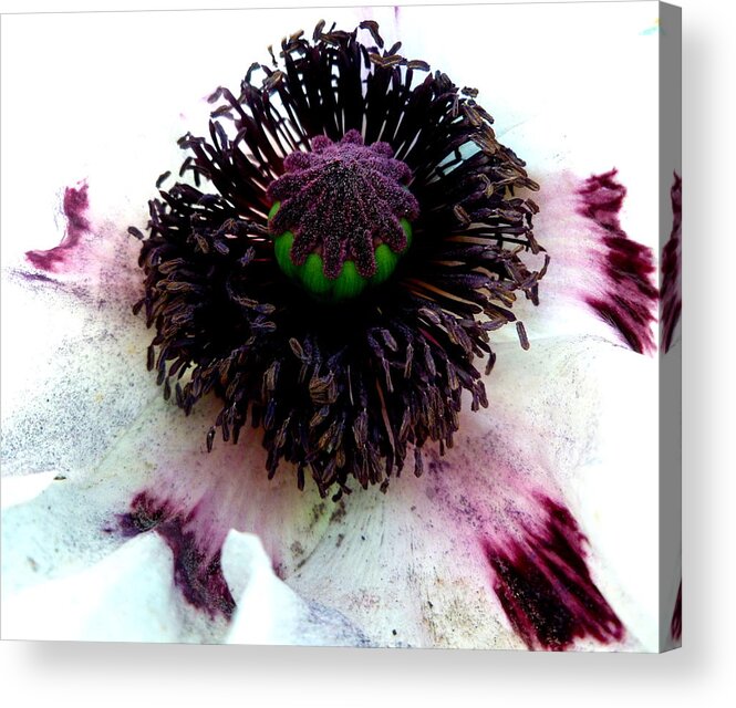 White Acrylic Print featuring the photograph White Poppy Macro by Angel One