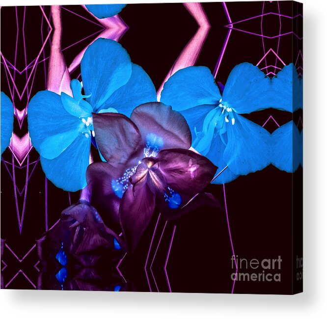 Macro Acrylic Print featuring the photograph White to Blue by Barry Weiss