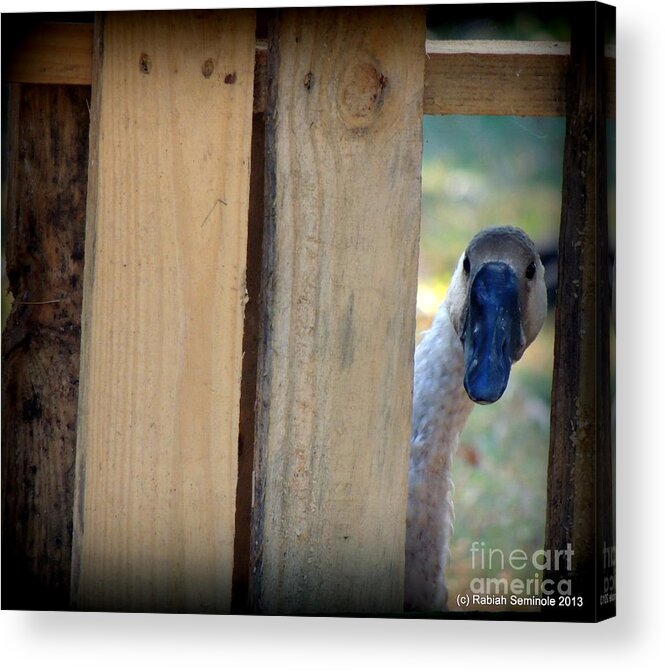 Goose Acrylic Print featuring the photograph Whose out there by Rabiah Seminole