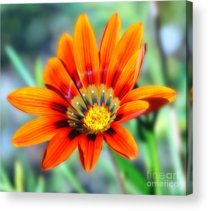 Wildflower Acrylic Print featuring the photograph Wildflower by Frank Larkin
