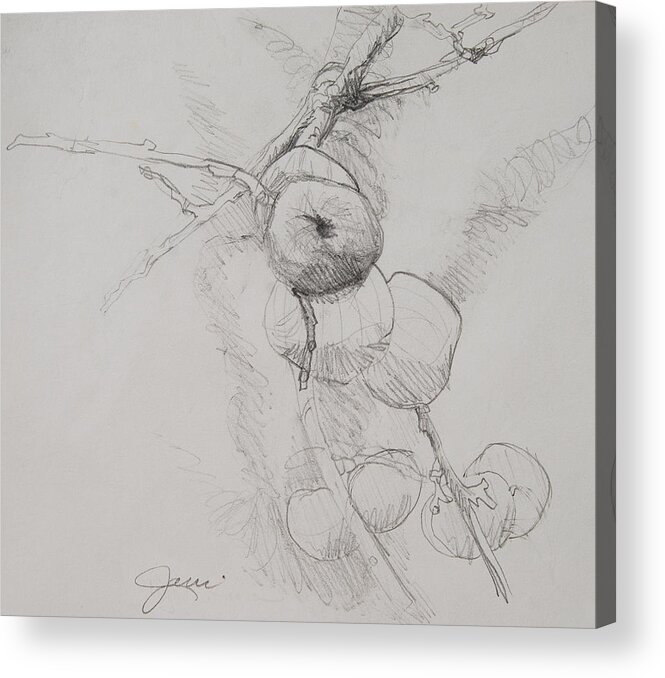 Apples Acrylic Print featuring the drawing Winter Apples Sketch by Jani Freimann