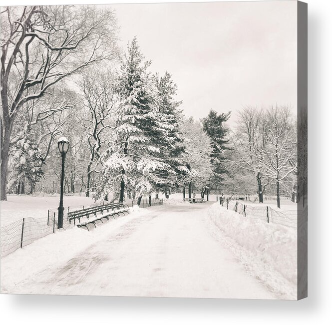 Winter Acrylic Print featuring the photograph Winter Path - Snow Covered Trees in Central Park by Vivienne Gucwa