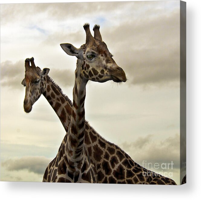 Giraffe Acrylic Print featuring the photograph With our heads up in the clouds by Sheila Laurens