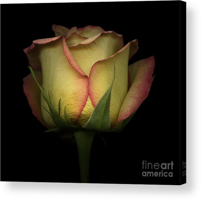 Beautiful Acrylic Print featuring the photograph Yellow and Red Rose by Oscar Gutierrez