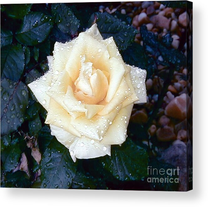 Rose Acrylic Print featuring the photograph Yellow Rose At Dawn by Alys Caviness-Gober