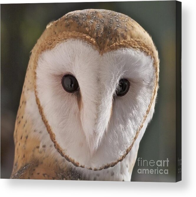 Barn Owl Acrylic Print featuring the photograph Young Barn Owl by K L Kingston