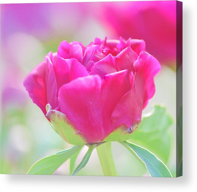 Art Acrylic Print featuring the photograph Young Peony by Joan Han