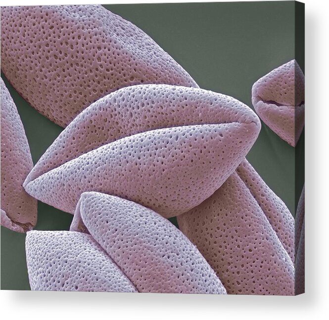 Sem Acrylic Print featuring the photograph Asparagus Pollen Grains, Sem #1 by Steve Gschmeissner
