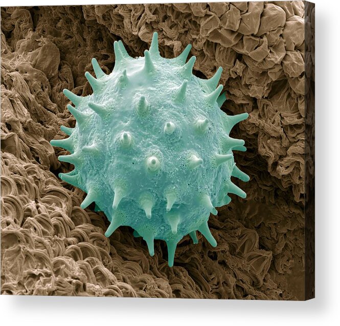 Hibiscus Rosa-sinensis Acrylic Print featuring the photograph Chinese Hibiscus Pollen, Sem #1 by Steve Gschmeissner