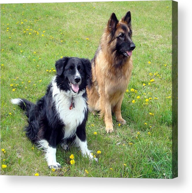 Dogs Acrylic Print featuring the photograph Serendipity #1 by Pat Purdy