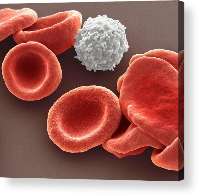 Biconcave Acrylic Print featuring the photograph Blood Cells #2 by Steve Gschmeissner