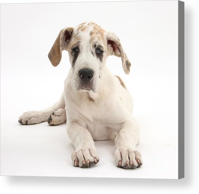 Nature Acrylic Print featuring the photograph Great Dane Pup #9 by Mark Taylor