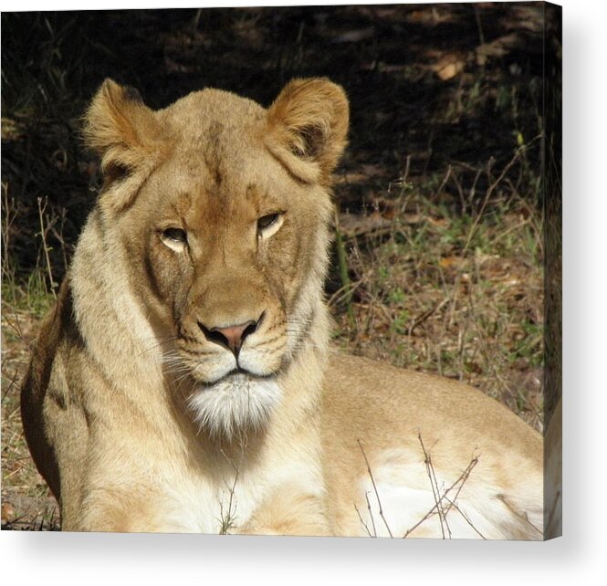 Lioness Acrylic Print featuring the photograph Aww Tilt by Kim Galluzzo Wozniak
