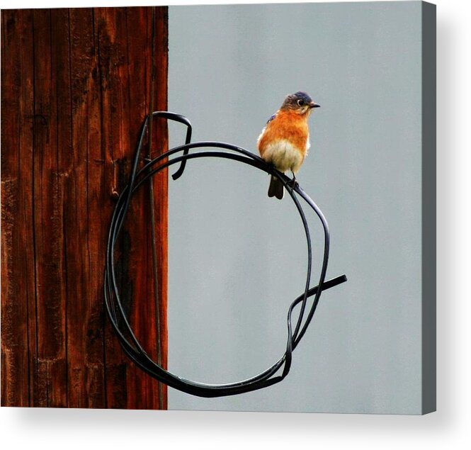 Bird Acrylic Print featuring the digital art Bird on a wire by Carrie OBrien Sibley