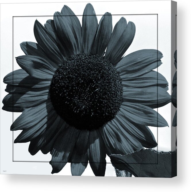 Blues Sunflower Acrylic Print featuring the photograph Blues Sunflower by Debra   Vatalaro