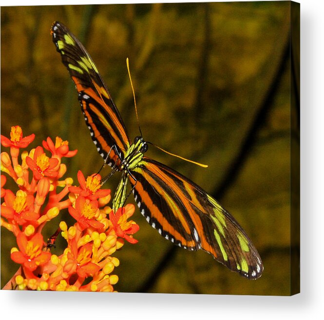 Butterfly Acrylic Print featuring the photograph Butterfly in Oranges by Toma Caul