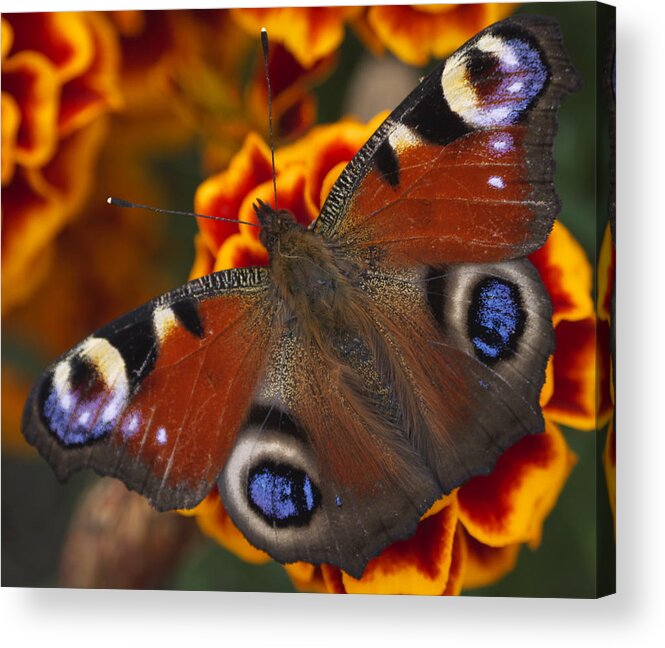Flower Acrylic Print featuring the photograph Butterfly by Ivan Slosar