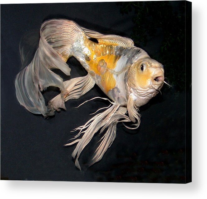  Long Fin Butterfly Koi Acrylic Print featuring the photograph Butterfly Koi C by Janna Morrison