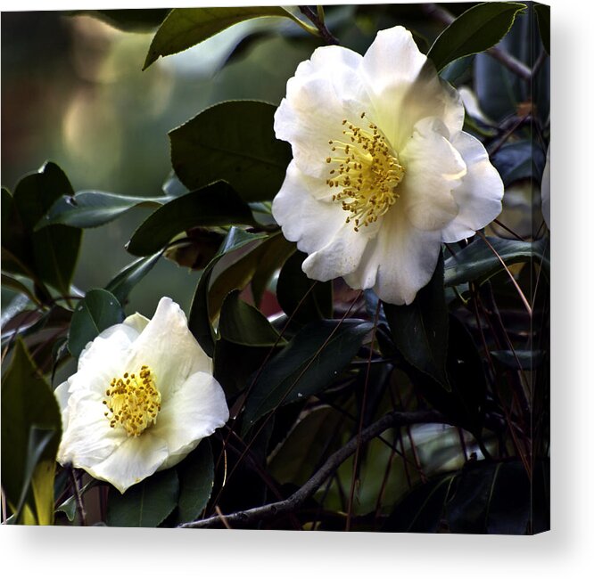 Camellia Acrylic Print featuring the photograph Camellia Nineteen by Ken Frischkorn