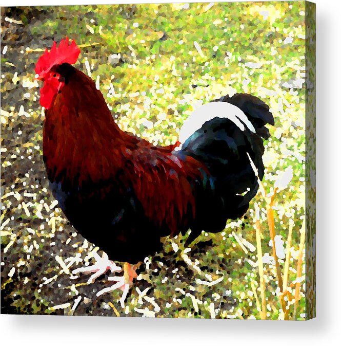 Cock Acrylic Print featuring the photograph Cock by Roberto Alamino
