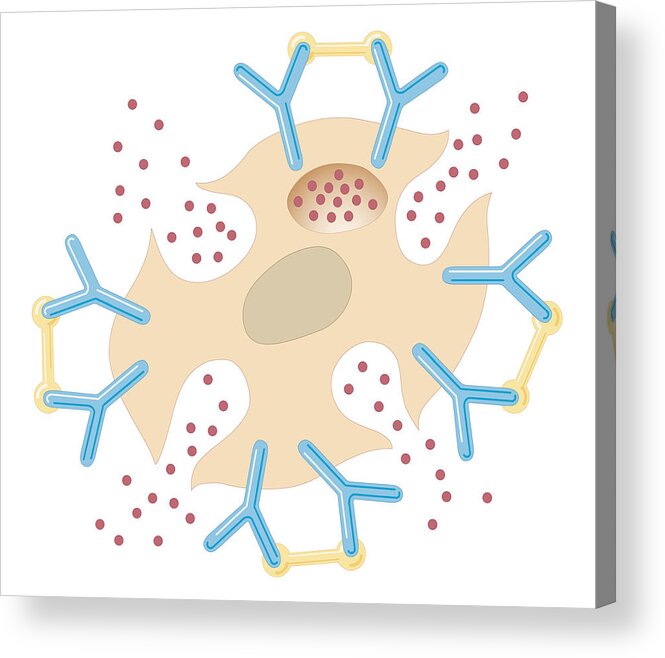 Horizontal Acrylic Print featuring the digital art Cross Section Biomedical Illustration Of Mast Cell Releasing Histamine Due To Reaction With Allergens by Dorling Kindersley