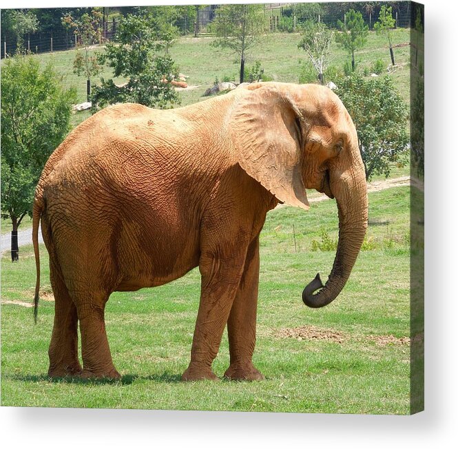 Elephant Acrylic Print featuring the photograph Dirty Elephant by Chad and Stacey Hall