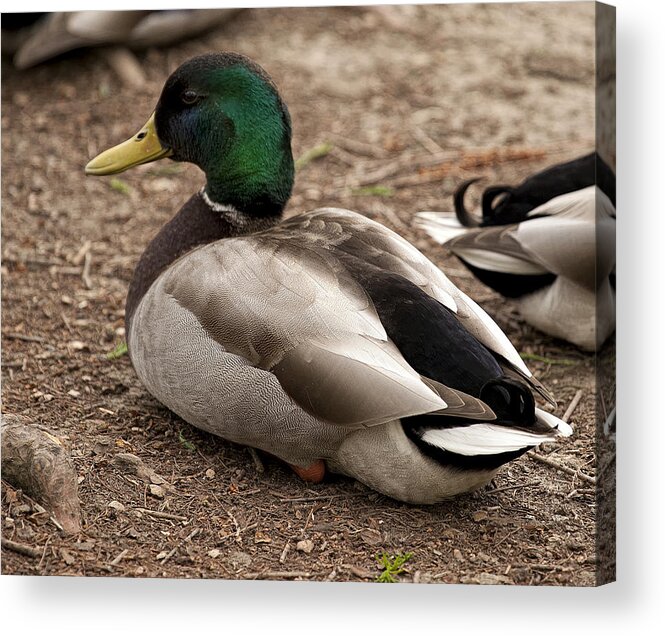 Antioch Park Acrylic Print featuring the photograph Duck by David Foster