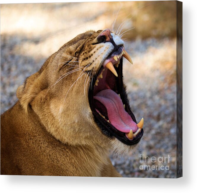 Lion Acrylic Print featuring the photograph Fangs by Adam Jewell