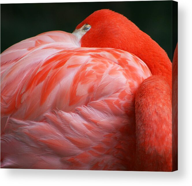 Phoenicopterus Acrylic Print featuring the photograph Flamingo Taking a Snooze by Kathy Clark